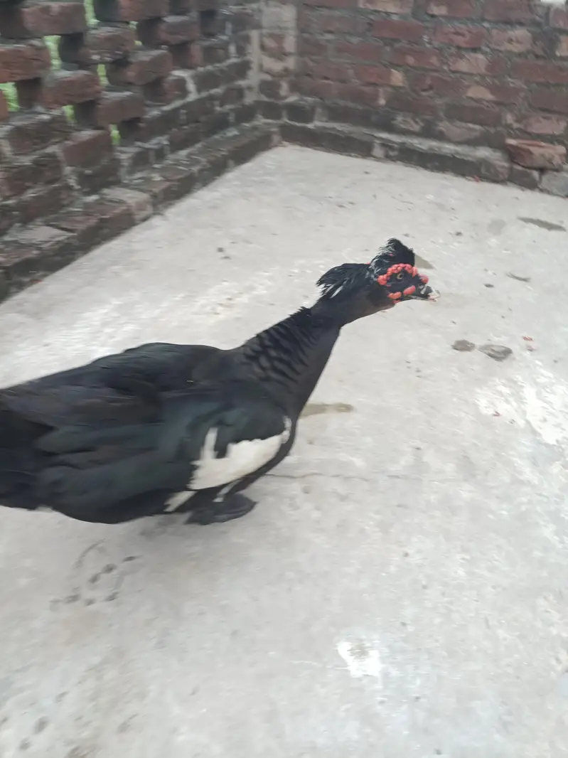 male duck — photo 2