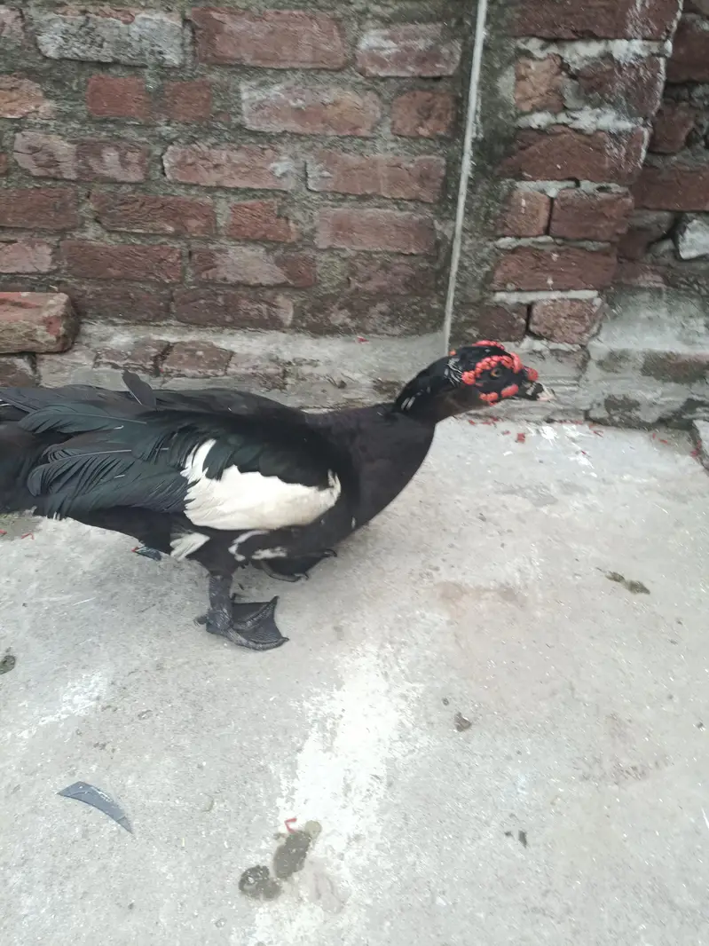 male duck — photo 3