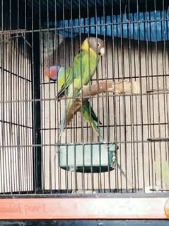 plum head parrots/ birds for sale/parrot
