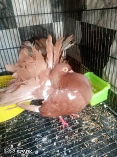 brown lucky kabootar full breeder pair