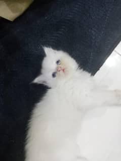 Persian kittens