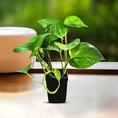 Need Gardener -( Maali  )