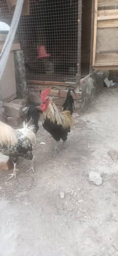 desi murghy