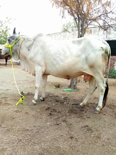 A cow for sale