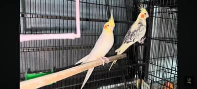 cocktaile breeder pair