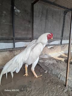 Japanese white shamo male