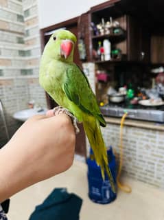 ringneck