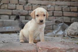labra