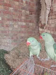 Raw parrot