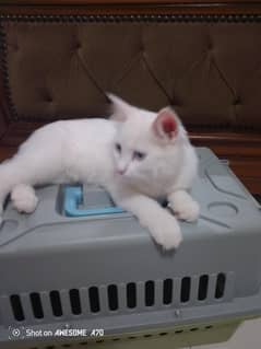Healthy Vaccinated Persian Cat for Sale