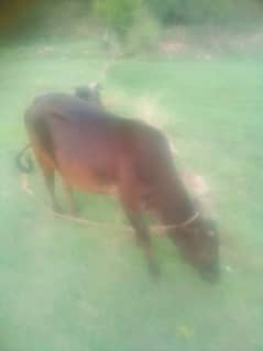 pure desi cow