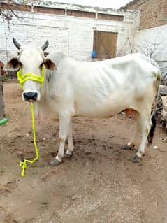 cow for sale
