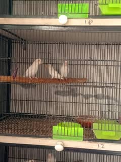 love birds and cage four portion