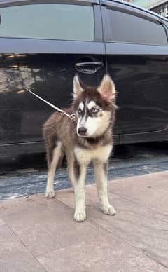 Husky