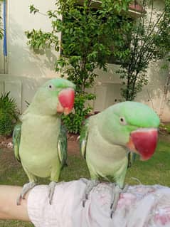Alexandrine