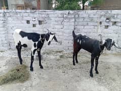 Bakri