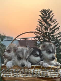 Siberian