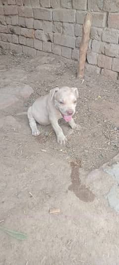 Pitbull only 2 Female