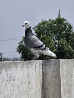 pigeon