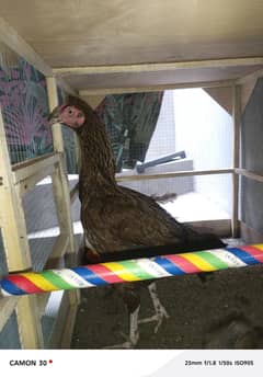 aseel jagiri Madi with chicks read description first
