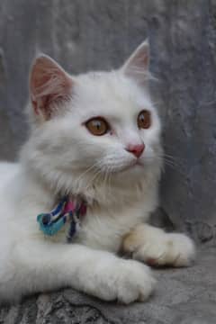Persian cat male