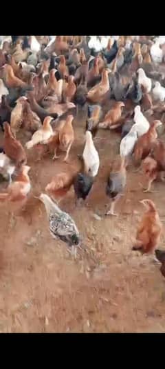 hens for sale