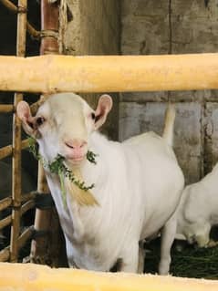 Tedda bakra