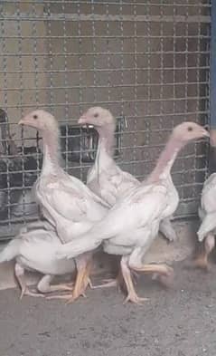 Heera Eggs and chicks for sale