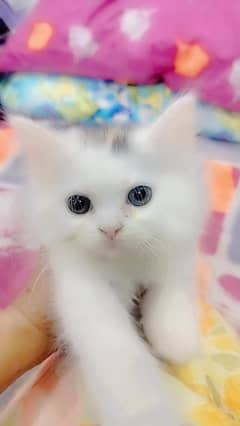 persian