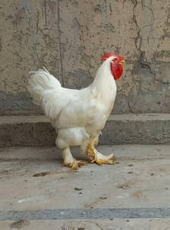 White Heavy Buff Male  03204143422
