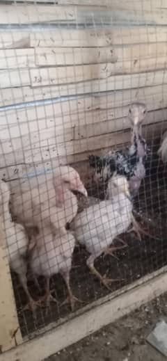 heera java mushka aseel chicks