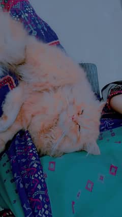 Male persian Cat 8 month old