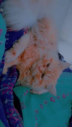 Male persian Cat 8 month old