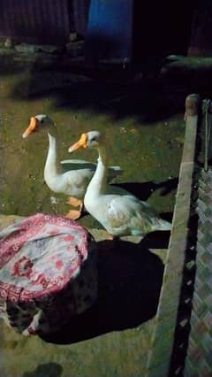 Ducks
