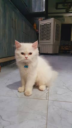 Persion kitten male pure white Age 4 months