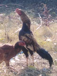 Aseel Rooster
