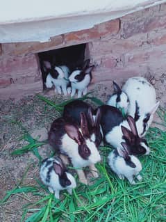 all rabbit for sale rs. 4000.03184459744. call and WhatsApp number