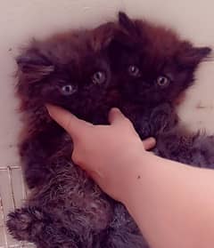 two peki face jet black kittens