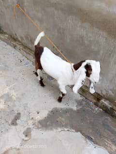pair ko goats baby