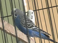 Australian Parrots for Sale