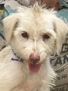 Poodle female dog for sale and exchange with anything urgent