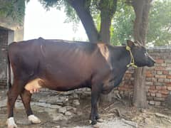 Australian cow for sale
