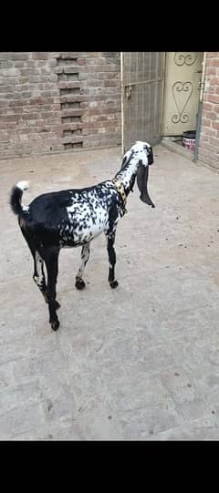 Black beetal female path