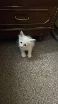 Persian