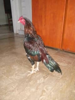 Aseel mianwali murga
