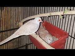 Red Dove Pairs Available
