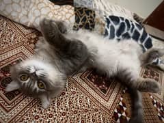 persian