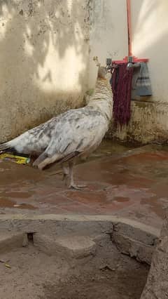 peacock