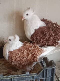 fancy Birds Imported Bread Healthy and Active