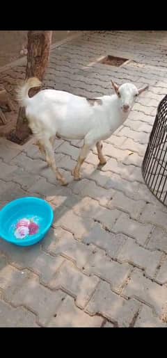 Teddy bacha for sale